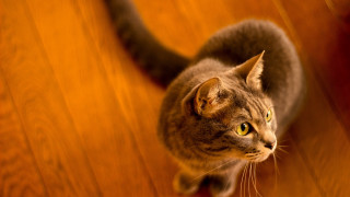 Curious cat wooden floor tilt - fluxus free wallpaper