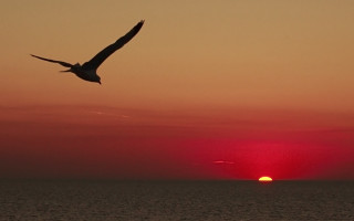 Bird ocean sunset red sky - cinematography free wallpaper