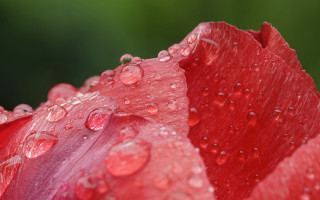 Red flower water droplets macro 32 - petal free wallpaper for desktop