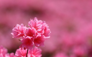 Pink flower closeup blurry background 2 - blurry background of flowers free wallpaper