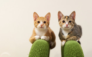 Two cats green couch symmetrical - symmetrical balance free wallpaper
