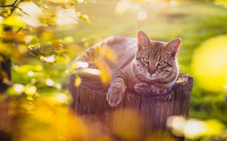 Cat fence field autumn fire - the sun free wallpaper