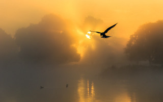 Bird flying lake sunset fog - the air above free wallpaper