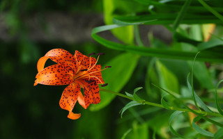 Flower grass water butterfly bokeh - derek chittock free wallpaper for desktop