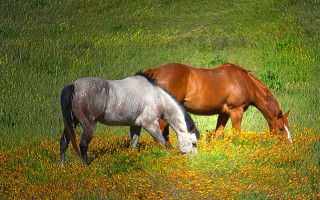 Horses grazing flower field sunny - ancell stronach free wallpaper