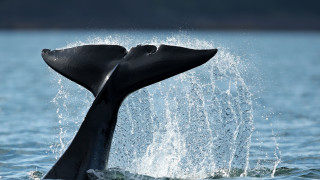 Whale tail spouting ocean mountain - free rain wallpaper for desktop