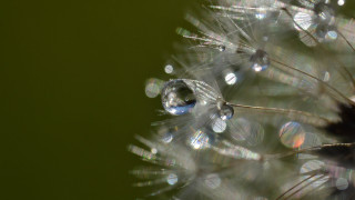 Dandelion water drops macro nature - a dandelion free wallpaper