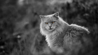 Yellow eyes cat black white - yellow eye free wallpaper