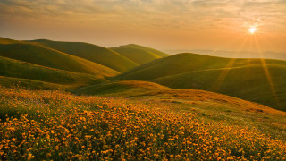Flowers hills sunset autumn beach - a field of flowers free wallpaper for desktop