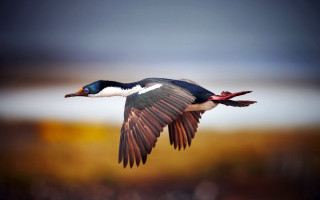 Bird flying wings spread blurry 2 - douglas robertson bisset free wallpaper