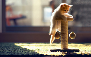 Cat toy scratching post minimalist - a ball free wallpaper