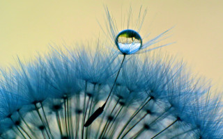 Dandelion water drop yellow background - a yellow background behind free wallpaper for desktop