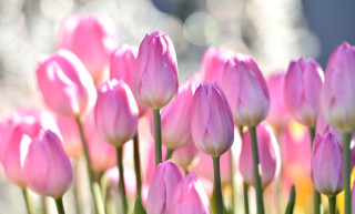 Pink flowers field bokeh macro - a field of grass free wallpaper for desktop