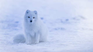 White fox snow blue eyeshadow 2 - a white fox free wallpaper