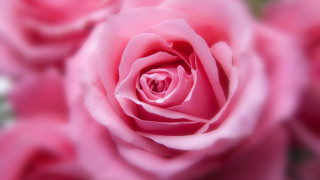 Pink rose macro blurry bokeh - the center free wallpaper for desktop