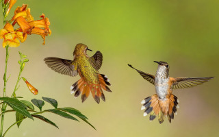 Hummingbirds flower plant yellow background - yellow flower free wallpaper