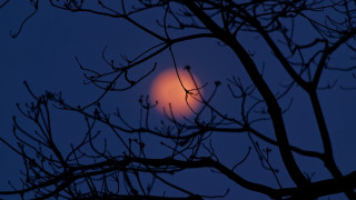 Orange light branched night moon - moon free wallpaper