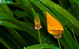 Yellow flower water droplets macro 8 - anne geddes free wallpaper for desktop