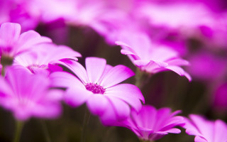 Pink flowers grass blurry background 2 - the grass together free wallpaper