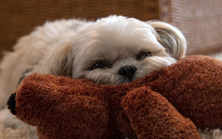 Small white dog laying on - a small white dog free wallpaper