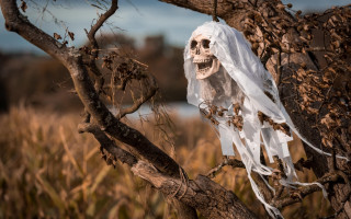 Skeleton veil tree branch field - free halloween wallpaper