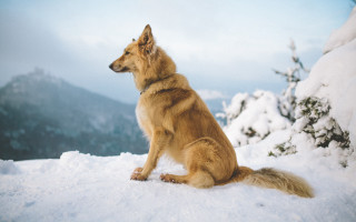 Dog snow mountain regal outdoors - hillside free wallpaper for desktop