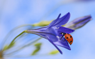 Ladybug purpleflower bluesky macro naturalisme - a lady bug free wallpaper