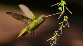 Hummingbird flower wings extended macro - a flower free wallpaper