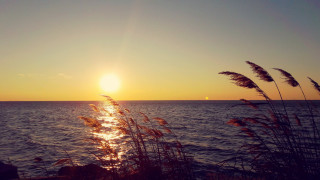 Sunset ocean plant boat sky - the sun in the distance free wallpaper