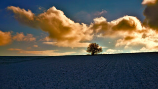 Lone tree field sunset cloudy - a lone tree in a field free wallpaper