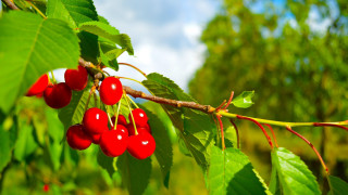 Cherry branch leaves sky bokeh - a bunch of cherries free wallpaper