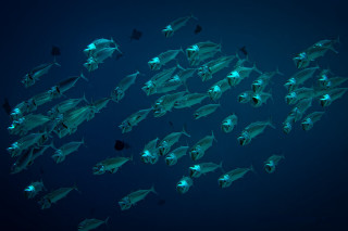 Large group fish swimming ocean - a large group of fish swimming in the ocean together free wallpaper