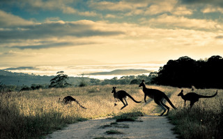 Kangaroos running field sun mountains 2 - a view of the mountains free wallpaper for desktop