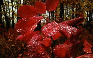 Red flower water droplets autumn - a few leaf free wallpaper for desktop