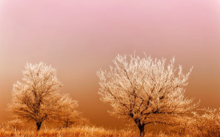 Trees field pink brown clouds - a pink sky in the background free wallpaper for desktop