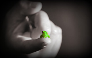 Small green frog hand green - andries stock free wallpaper for desktop