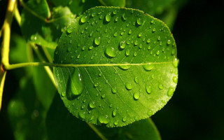 Green leaf water drops macro 20 - a few other leaf free wallpaper