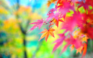 Red leaves tree bokeh autumn - a close up of a tree free wallpaper