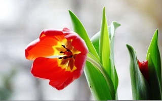 Red yellow flower vase leaves - bloom free wallpaper for desktop