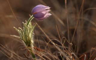 Flower drygrass weeds macro naturalism - a single flower free wallpaper