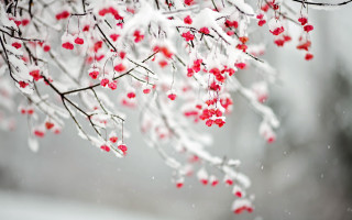 Snow red berries branch winter - red berry free wallpaper