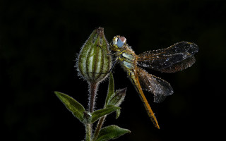 Dragonfly flower dew wings black - dew free wallpaper