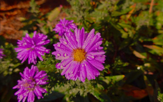 Purple flower water droplets macro 25 - a purple flower free wallpaper