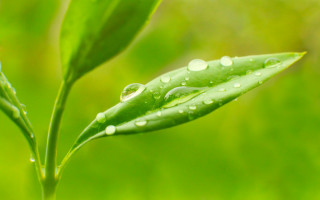 Green leaf water drops macro 8 - the sunlight free wallpaper