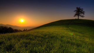 Grassy hill tree sunset landscape - a grassy hill free wallpaper for desktop