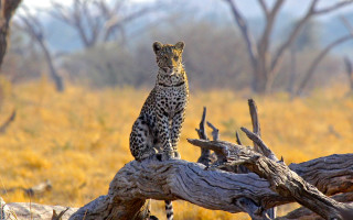 Leopard tree branch drygrass wildlife - dry free wallpaper