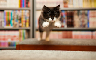 Black white cat library bookshelves - manga free wallpaper for desktop
