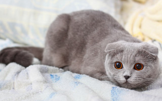 Gray cat blanket bed pastel - a bed next free wallpaper