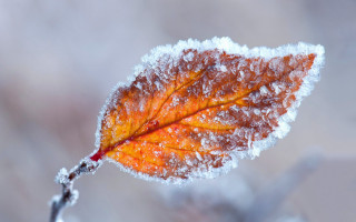 Ice covered leaf winter maple - ecological art free wallpaper