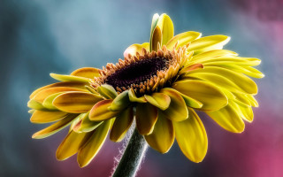 Yellow flower purple center macro - background behind free wallpaper